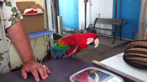 Pet Parrot at Don Wes Flea Market, Donna Texas