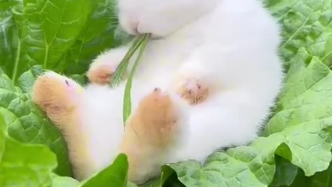 little rabbit fell asleep while eating vegetable