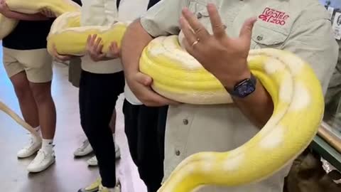 Snake power in action 😱 Reticulated python are so strong it’s amazing and funny