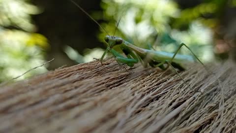 praying mantis video. best of praying mantis,