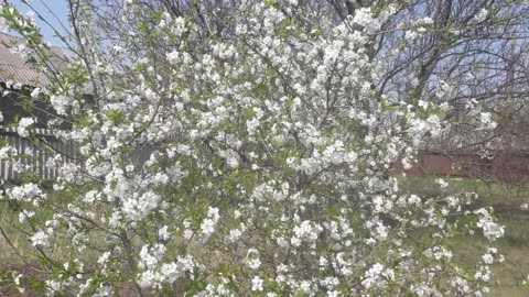 Cherry blossoms