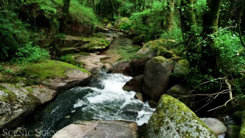 Forest In 4K - The Healing Power Of Nature Sounds | Forest Sounds | Scenic Relaxation Film