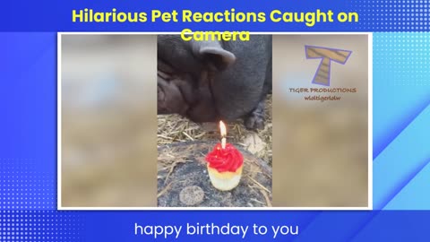 Funny Dogs Reaction Moments - Funniest Animals Video 😺🐶 2023 |