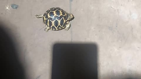 SKS Turtle Baby Walking