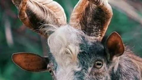 fun facts about goats