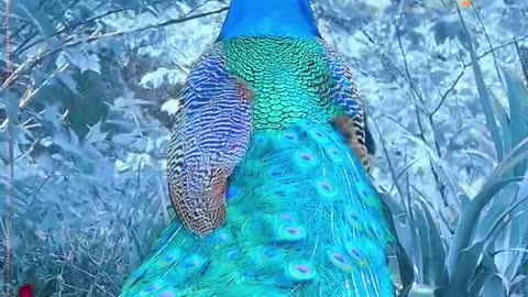 beautiful Blue Effect Peacock Video #171 #shorts #short #trending #animals