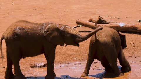 Elephants are having fun in the mud