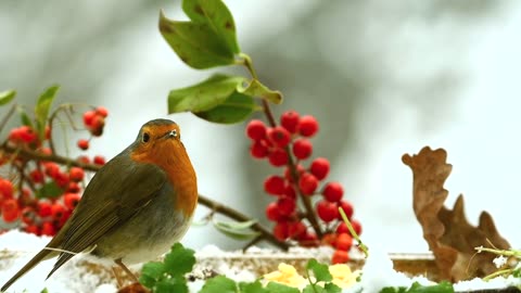 A Beautiful Bird | Soothing Nature