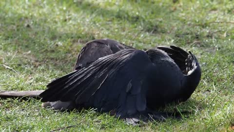 last fight of the Jackdaw versus Sparrow-hawk