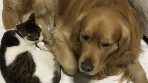 The kitten said take your dog's paw away#yearbook2020 #dog #cute #pet #cat #foryou #tiktot