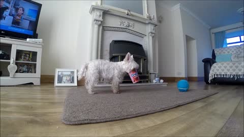 Cute dog gets mouth trapped in snack cup