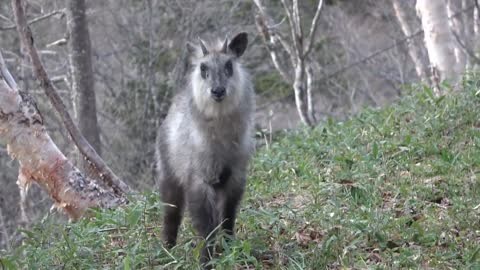 【WILDLIFE 】☆ Japanese serow / ニホンカモシカ☆奥志賀 ~Area547~