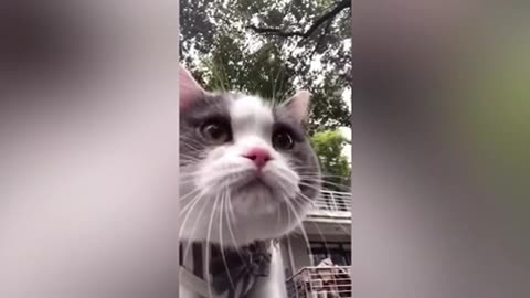 New funniest- animals cute 🥰 cat