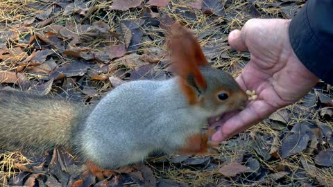 Nutritious Foods and Poisonous Foods for Rabbits