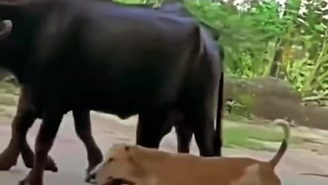 #funny dog ride on buffalo