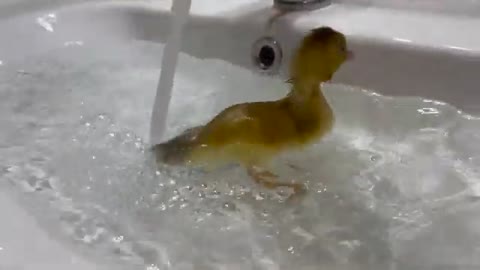 Baby Duckling Bathing for the First Time