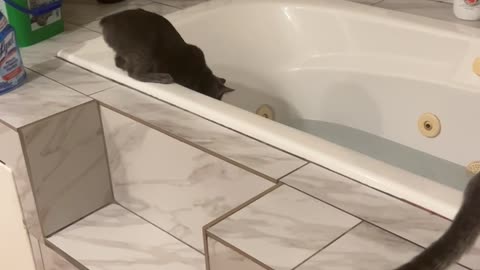 Curious Cat Falls Into Bathtub