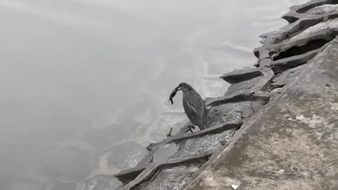 Green heron catch a fish by bread, amazing thaught..