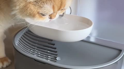 No more being kidnapped by the filter element of the pet water dispenser