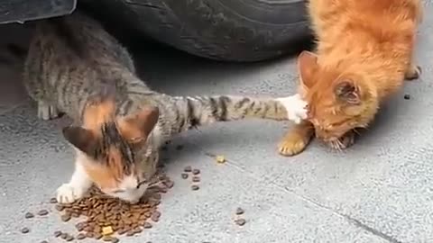 Kitty Sees Neighbor Cat Nemesis At Front Door, Meows The House Down