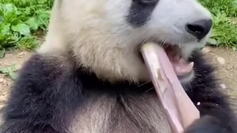 Panda Eating Bamboo