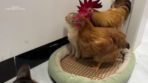 The kitten hugged the hen to sleep, afraid that the hen would run away! The rooster was surprised❤️