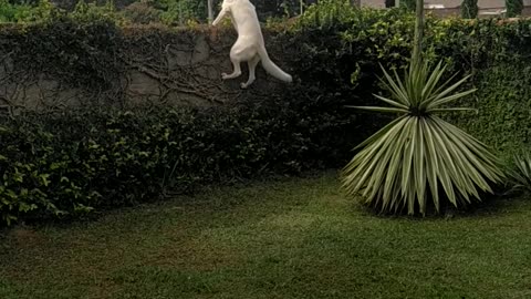 Dog Easily Jumps onto Fence to Watch Car Pass By