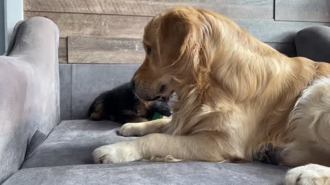 My Dog Gets Annoyed by New Puppy From Day One