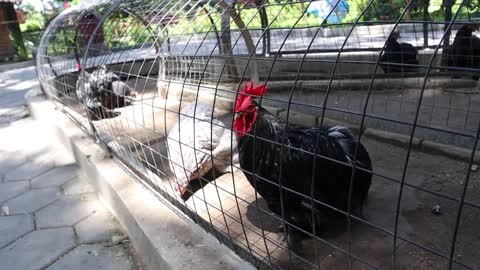 Gerombolan Ayam Lucu Sedang Mencari Makan