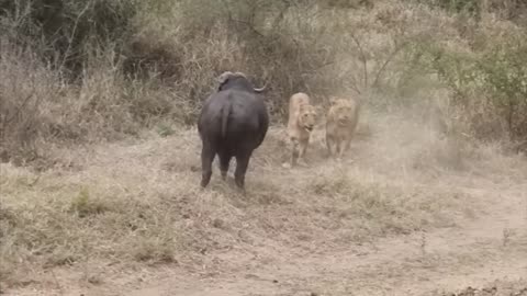 Lion vs Buffalo fight to Death | Wild Animals