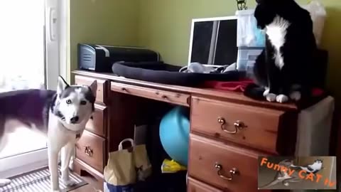 Cats and Dogs Meeting Each other For The First Time