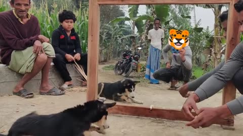 Mad Dog vs Mirror Fight : Funny Mirror Prank on Dog