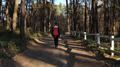 Walking In The Woods by XVIDEOQUE