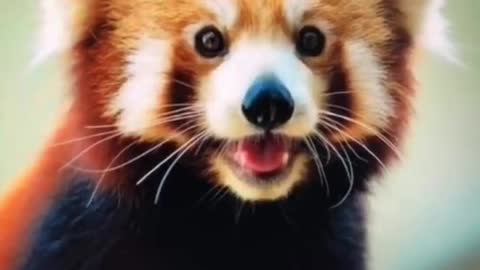 Only 1 year left 😥 #redpanda #savetheworld