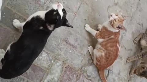 Hungry Stray Cats Fighting | Cute cats | Cats videos | Cute cats videos