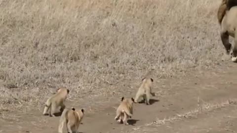 "Little Lion's Big Day: Meeting Daddy in the Savanna