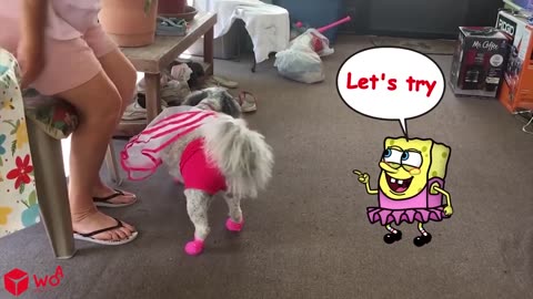 Funny Animal Videos 2023 😇 - Funniest Dogs and Cats Videos 😁 Spongebob in Real Life _ Woa Doodles