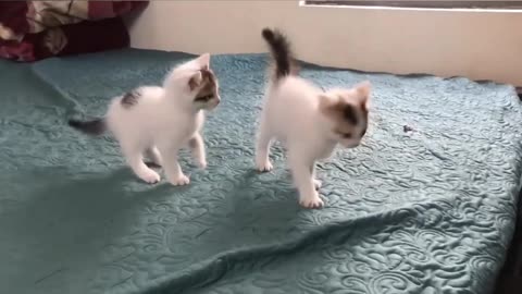 Baby cat fight|| cute kitten 2023