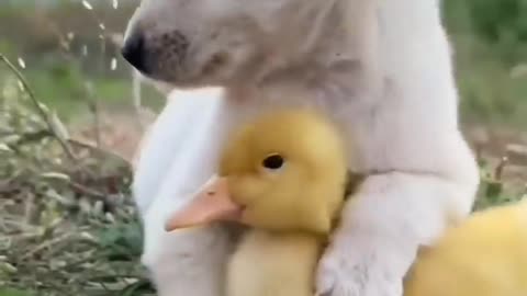 Trending #Cutest puppy with #Duck enjoy 2023😘😘