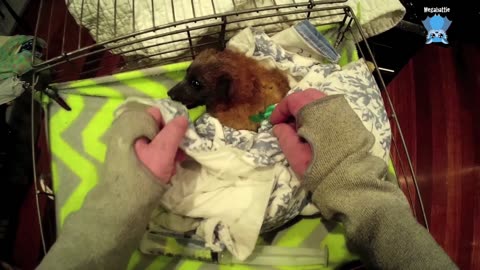 A glimpse into Hedgehog Rescue New Zealand