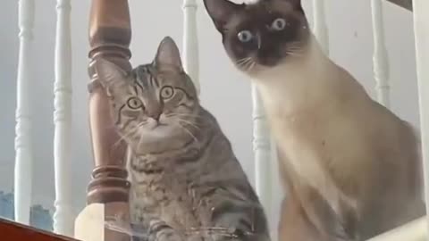 The best funny animal videos compilation of the 2023