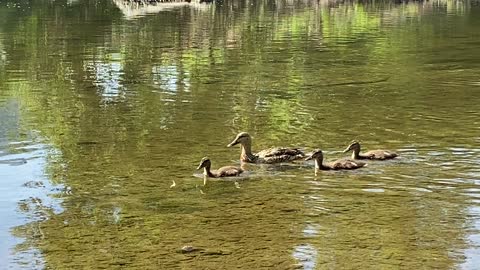 Duck family of 3 Ducklings 4