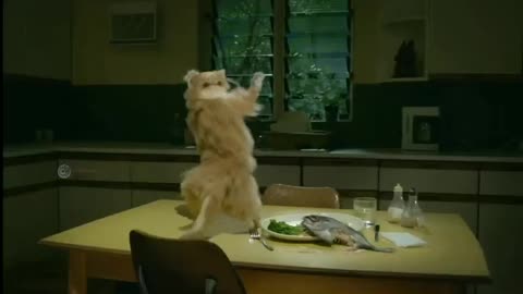 Funny animals video clip 😹😹😹😹😹😹