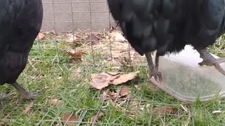 True Black Ameraucana Rooster