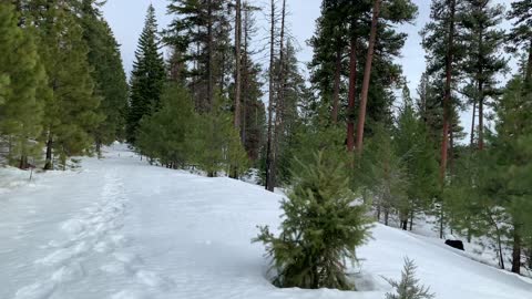 Pine Tree Alley – Bandit Springs Sno-Park – Central Oregon – 4K