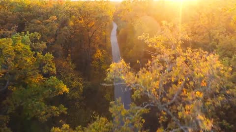 Enchanting Autumn Forests with Beautiful Piano Music