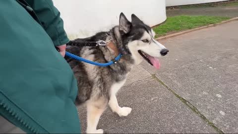 When Dogs Bark at My Husky He TALKS Back Politely!