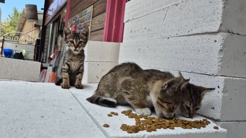 Cute kittens are very hungry and come out of their nests to look for food