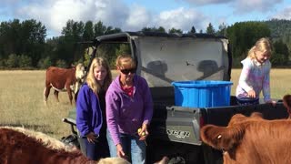 feeding cows