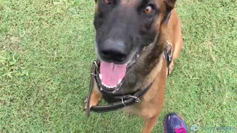 Envy the Malinois hold and bark